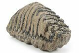Southern Mammoth Upper M Molar - Hungary #357048-1